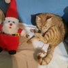 my.cats.sugar.kersho