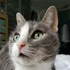 luluhonig