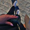 sissi_ne