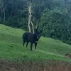 trinca.com