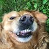 3goldenretrievers0