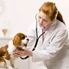 Lucky Pet 2