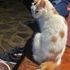 aisyy_id