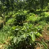 hoangngocthang268
