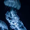iam20.06