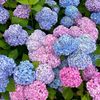 hydrangea_garden