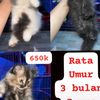 fajarroooo