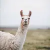 hombrellama_