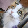 cheshire__kot