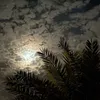 sj_15z