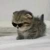 hs_ls0