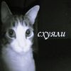 qw_yal_