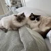 Nals and Harls the Ragdolls