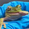 avg_frog