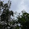 cuxofranco9000