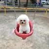 bichon_617