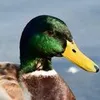 ollymea