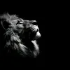 19lionking85