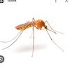 mosquito_back_again