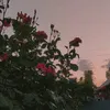_.doris._5.9