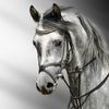 ahmad86019
