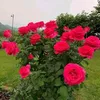 nzarsalih0