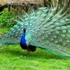 tugedegama