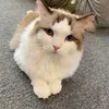 huynhphuongthao29