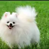 sguf135688741377