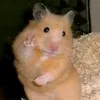 chipxinhiu.9