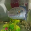 haotran_83