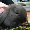 bunny_valentine