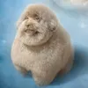 mr_pedro___