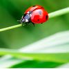 ladybugs4lyfe