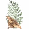 mijanoob