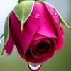 ranaumar1234566