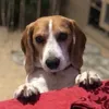 beagle_toni