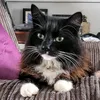 wondercats03
