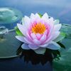 lotus..luv