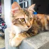 taufiqulbade25