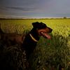 andrii_399