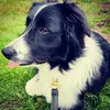 storm_border_collie