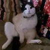 sidancat