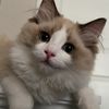 lilyandlunasworld