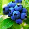 11blueberries