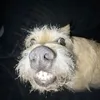 kittkwy