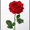 zaeem481