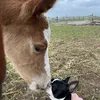 farmers_riders