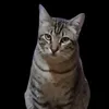marouanebarca25
