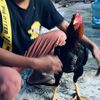 makruf_kulop22